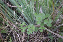 Oxalis