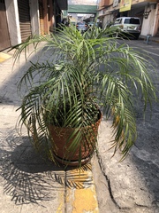 Arecaceae