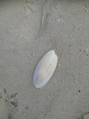 Sepiidae