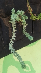 Sedum burrito
