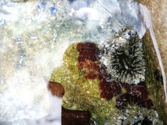 Anthopleura michaelseni