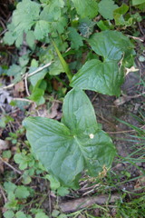 Arum cylindraceum