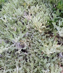 Arctotis stoechadifolia