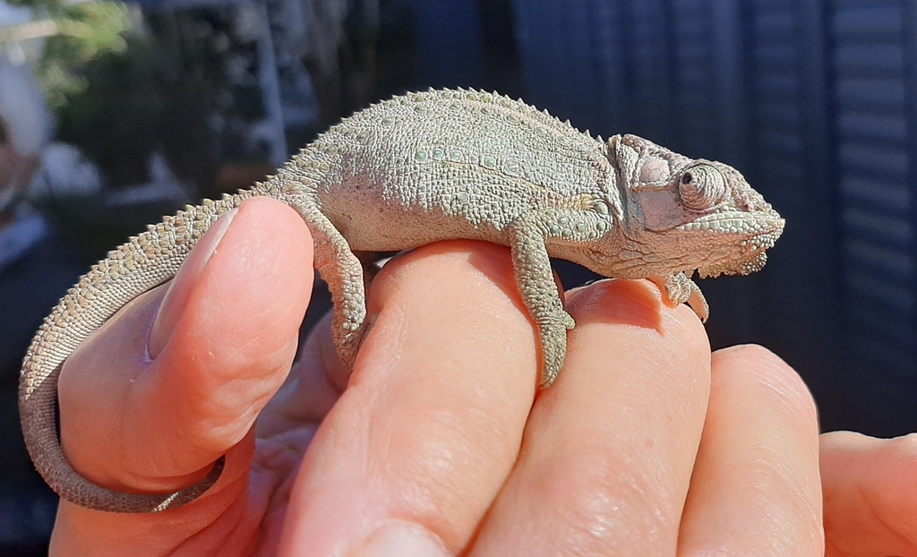 Knysna Dwarf Chameleon from Heatherlands, George, 6529, South Africa on ...