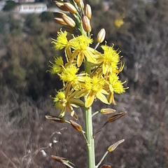 Bulbine cepacea