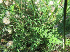 Nidorella pinnatifida