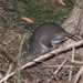 Long-footed Potoroo - Photo (c) Isaac Clarey, some rights reserved (CC BY-NC), uploaded by Isaac Clarey