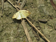 Topomesoides jonasii