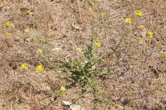 Grindelia inuloides