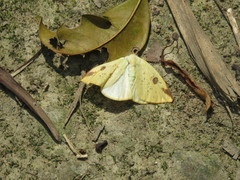 Topomesoides jonasii