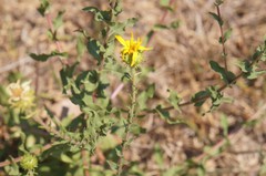 Grindelia inuloides