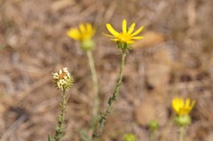 Grindelia inuloides