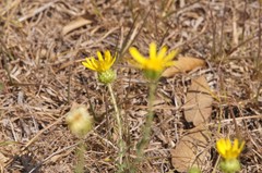 Grindelia inuloides