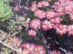 Drosera admirabilis