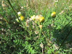 Nidorella pinnatifida