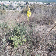 Bulbine cepacea