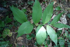 Polygonatum latifolium