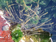 Bifurcariopsis capensis