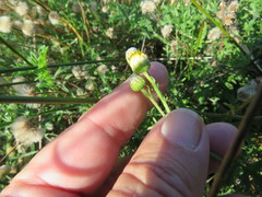 Nidorella pinnatifida