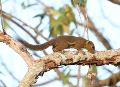 Ear-Spot Squirrel photo 4
