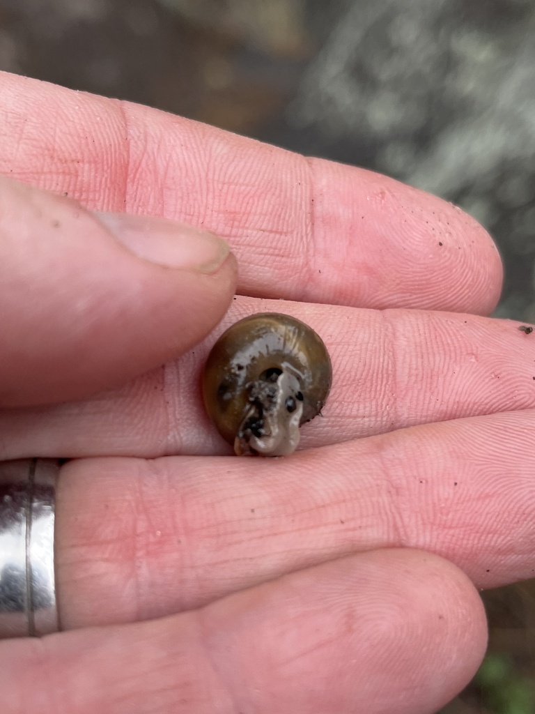 Jemez woodlandsnail
