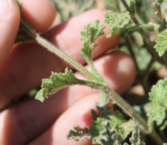 Verbena plicata