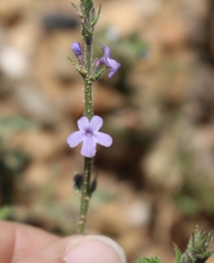 Verbena plicata