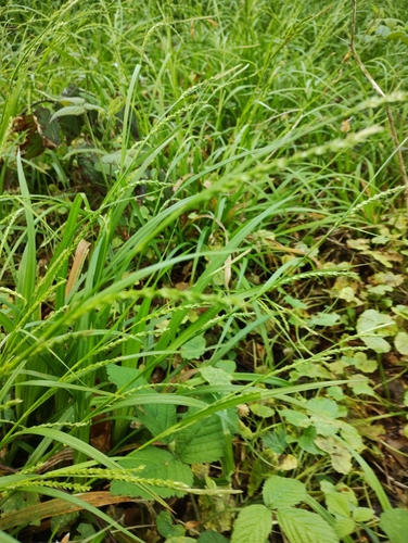 Image of Carex strigosa by no rights reserved