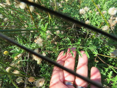 Nidorella pinnatifida