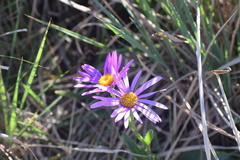 Asteraceae