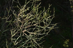 Baccharis articulata