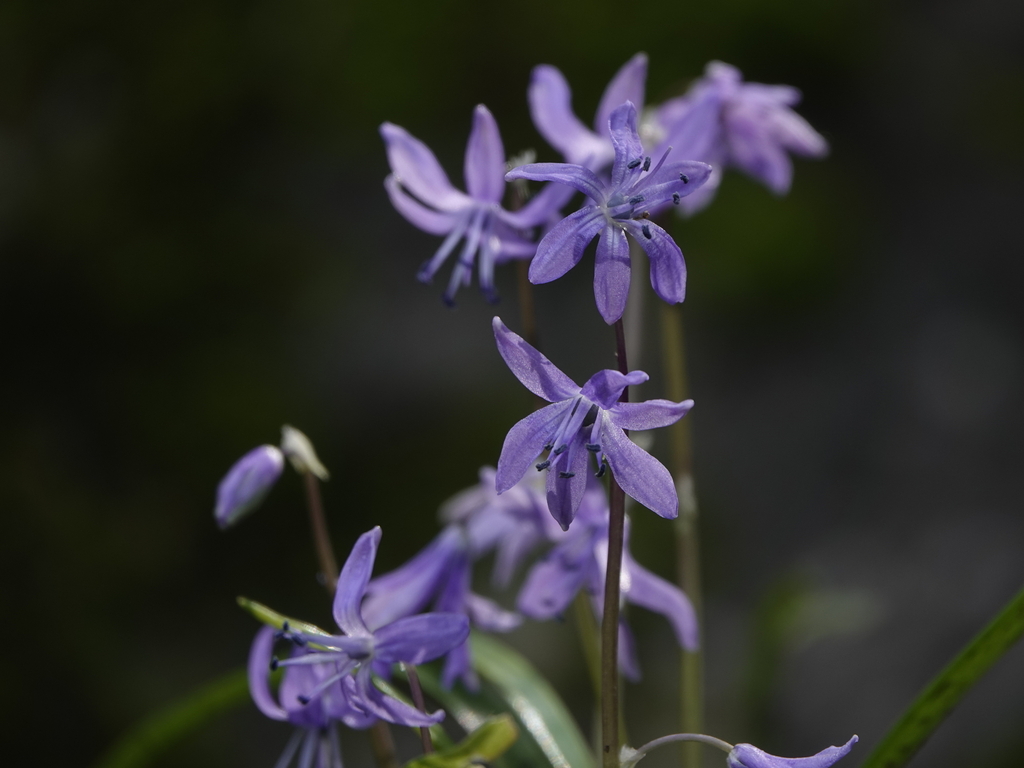 Scilla cilicica, Israel