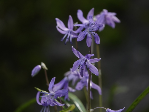 Scilla cilicica