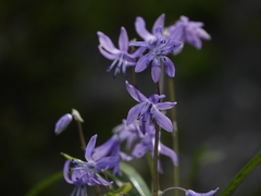 Cilician squill (Scilla cilicica)
