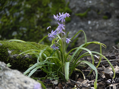 Scilla cilicica