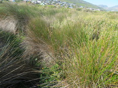 Juncus kraussii kraussii