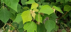 Mallotus paniculatus