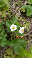 Fragaria vesca
