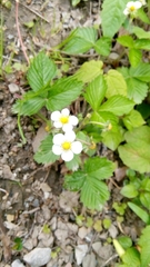 Fragaria vesca
