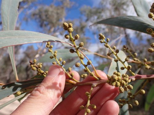 Image of Acacia rubida by (c) Nina Kerr, some rights reserved (CC BY)