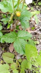 Fragaria vesca