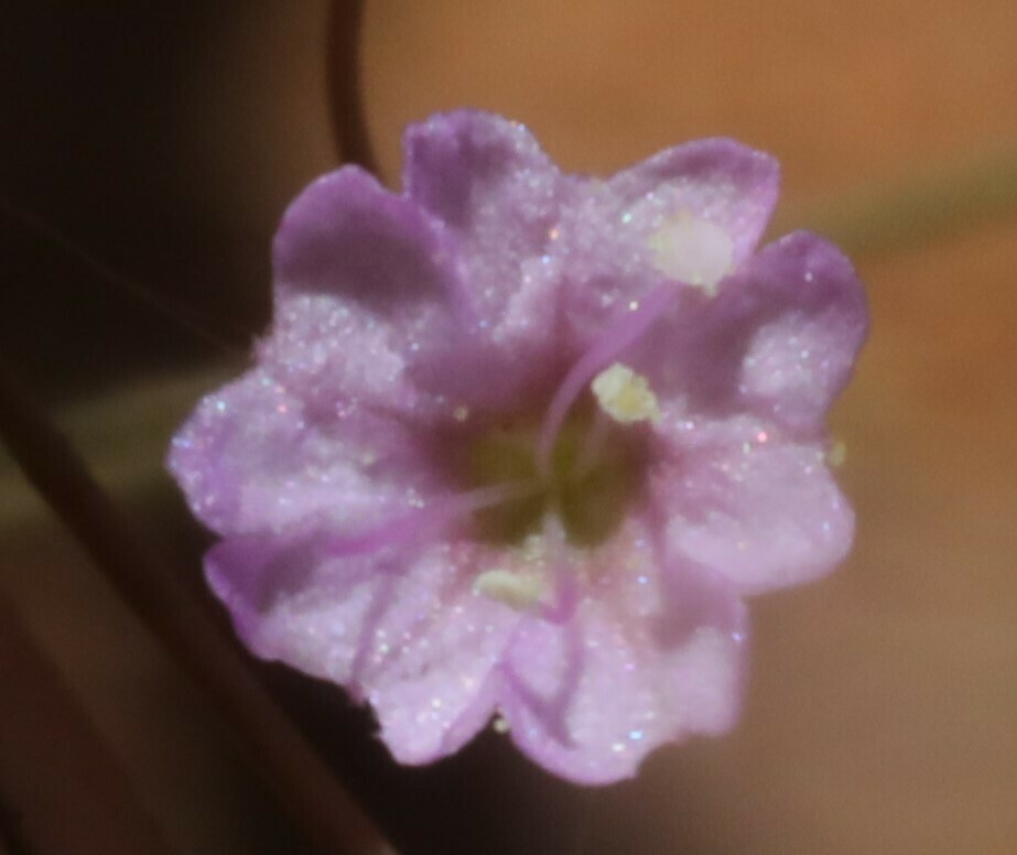 Boerhavia burbidgeana