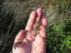 Juncus kraussii kraussii