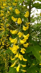 Laburnum anagyroides
