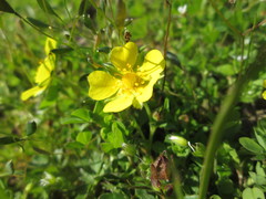 Potentilla pusilla