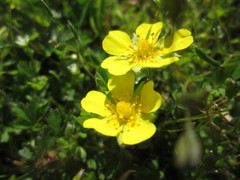 Potentilla pusilla