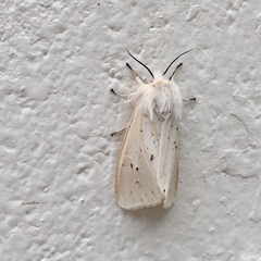 Spilosoma