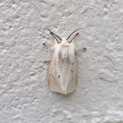 Spilosoma