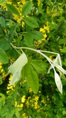 Laburnum anagyroides