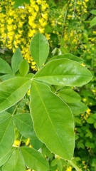 Laburnum anagyroides